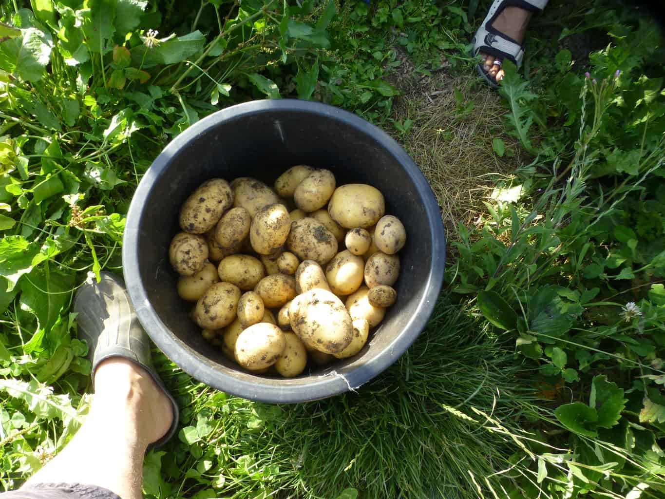 Charlotte Potato harvest