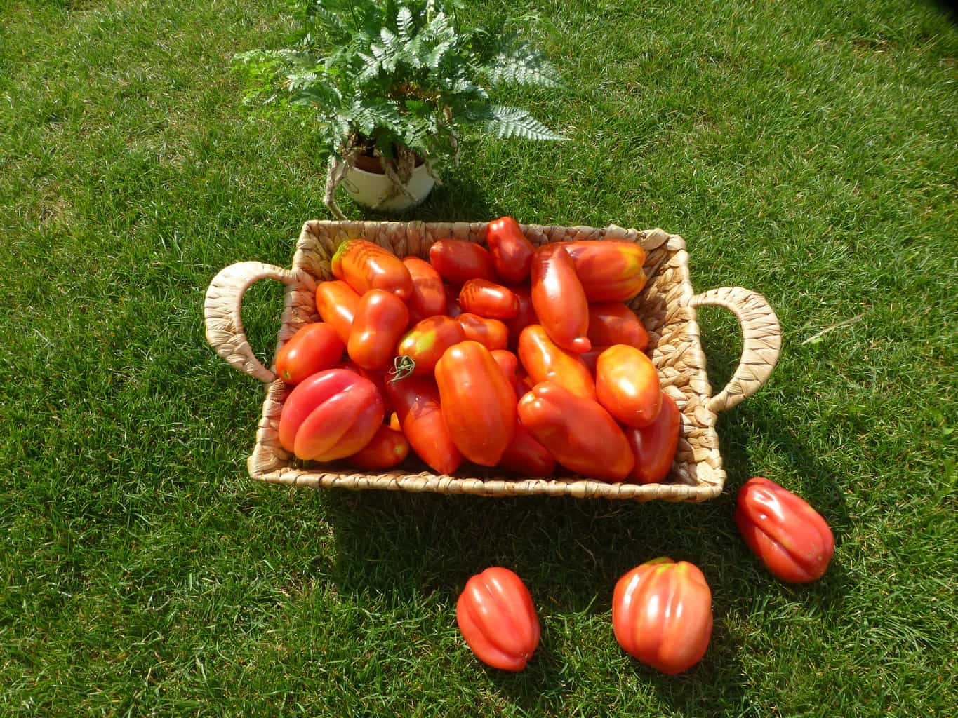 Organic  tomatoes harvest