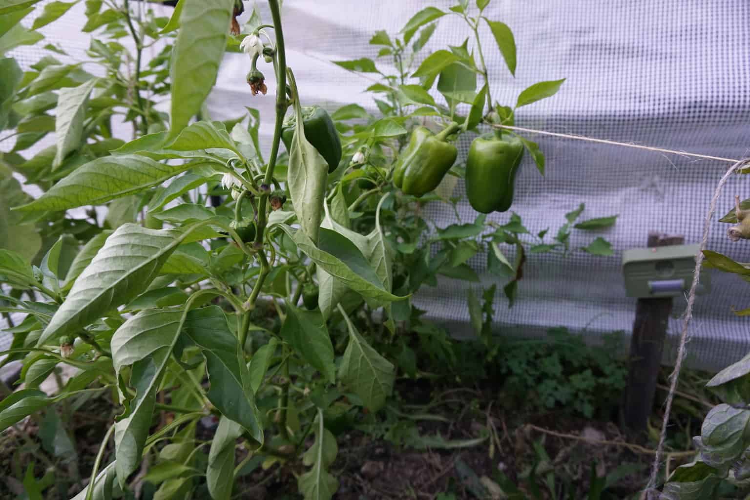 Bell peppers in Autumn