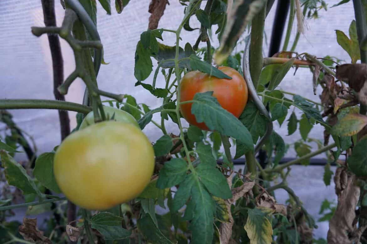 Tomatoes in Autumn harvest at green house , tomatoes in fall season
