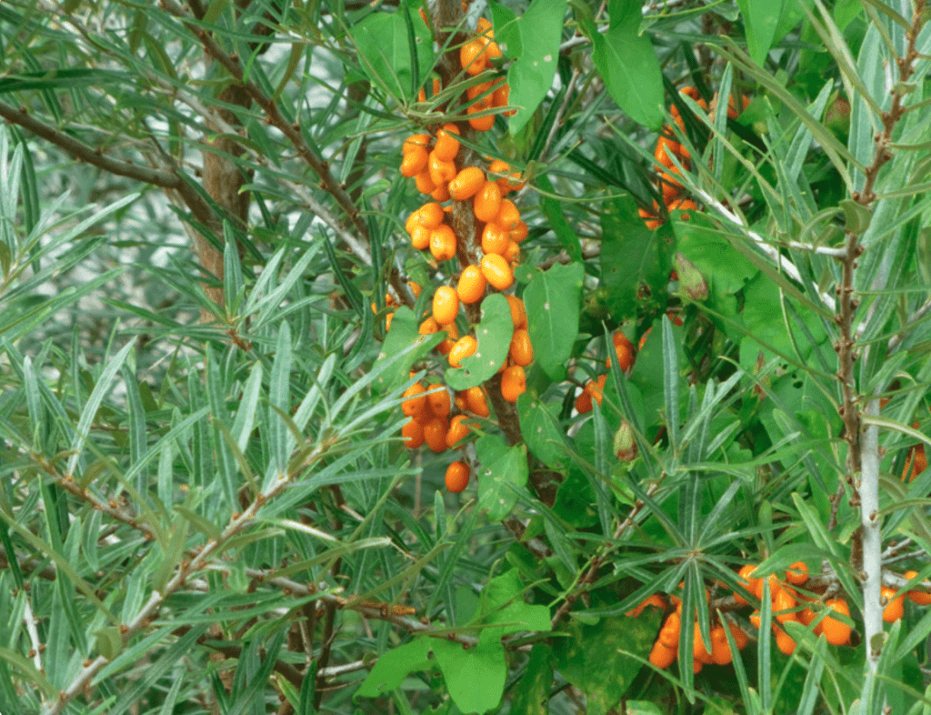 Sea Buck thorn berries ready for harvesting
