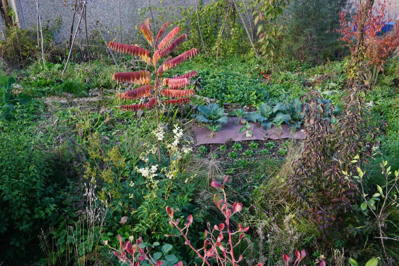 Winter cauliflowers and cabbage patch