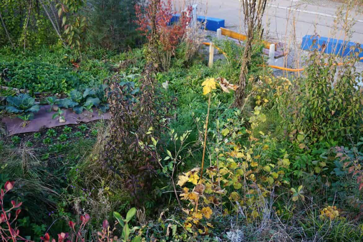 November garden update and tour