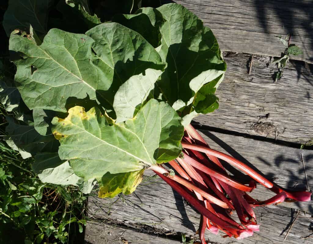 Organic June garden - Rhubarb Harvest