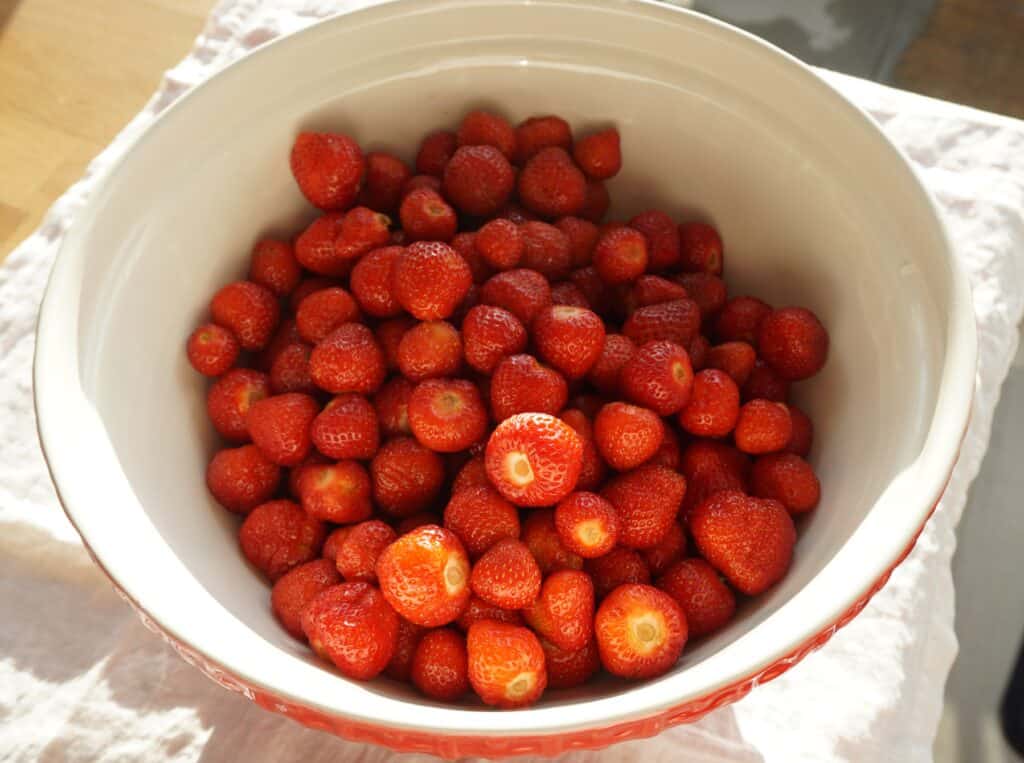 Harvesting Strawberries in our june garden