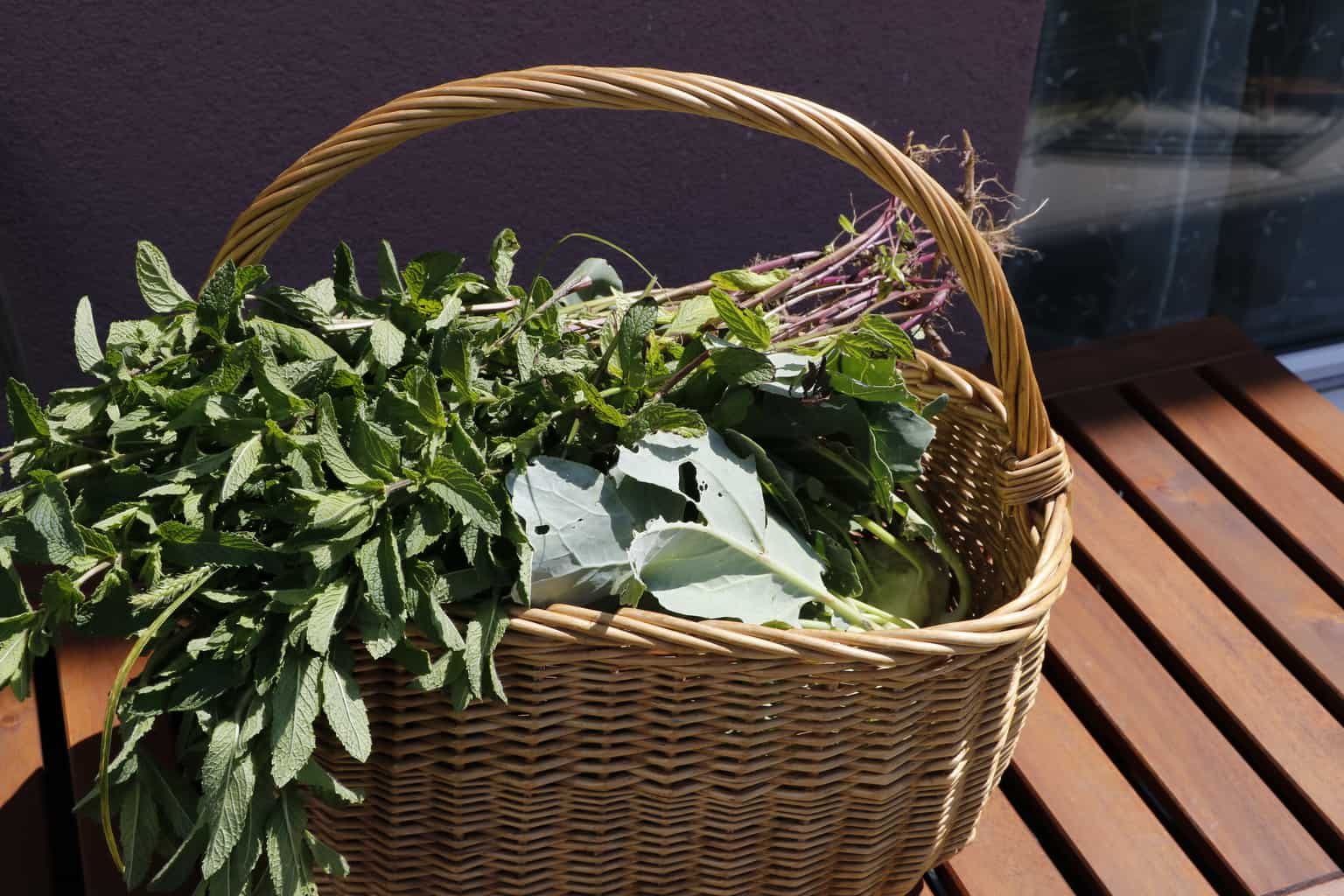 June Organic garden Harvest -Mint & Kohlrabi