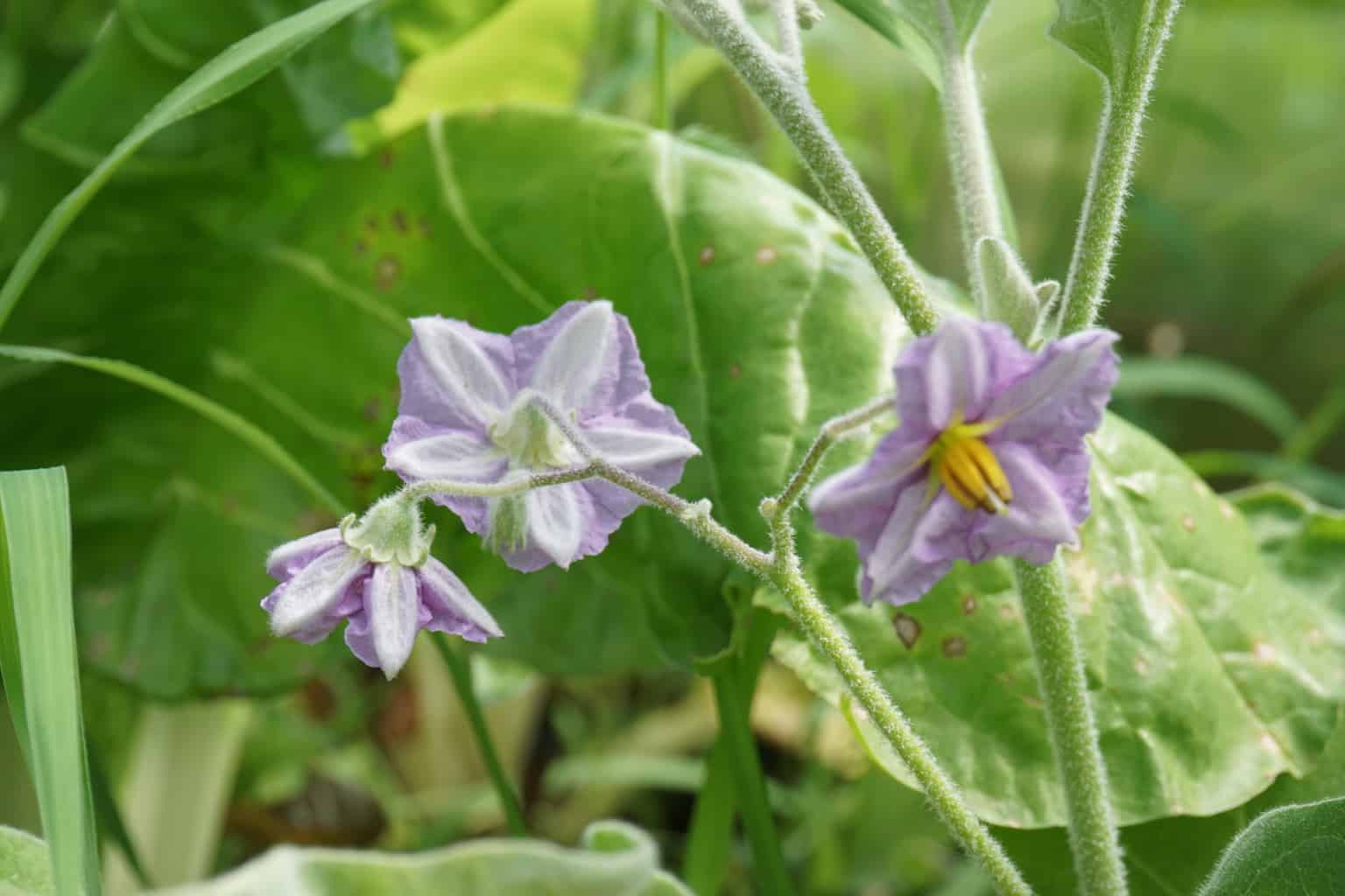 Eggplant Flowers