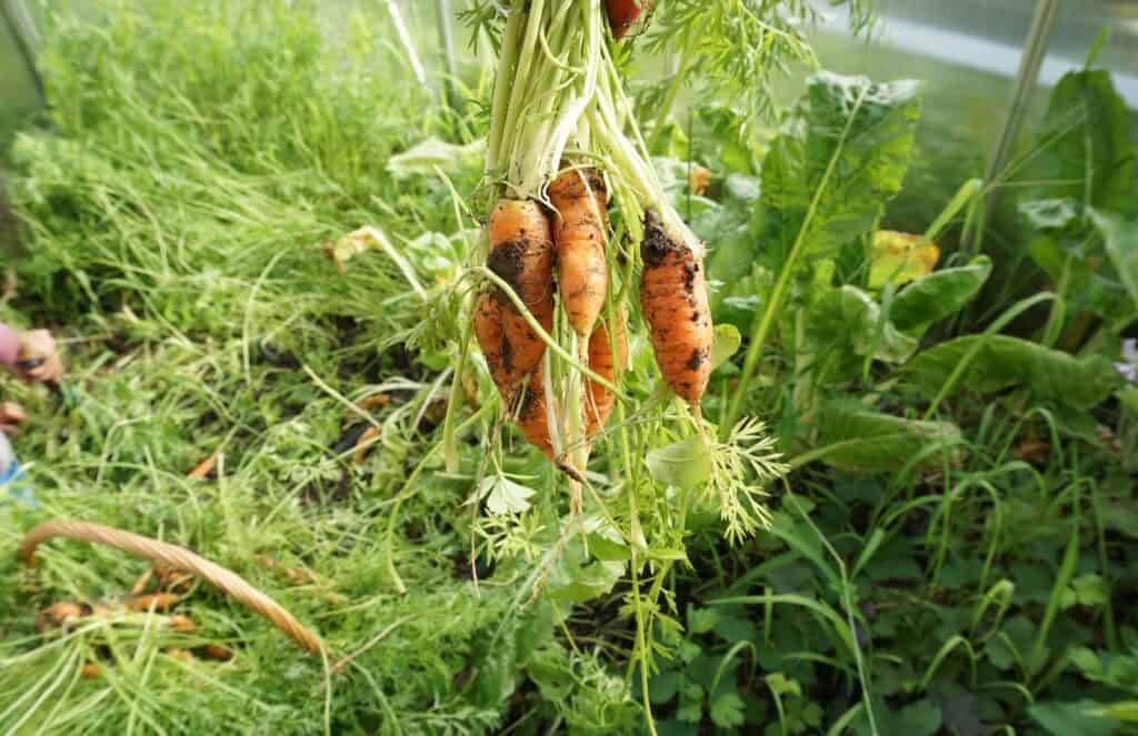 Carrot Harvest in July