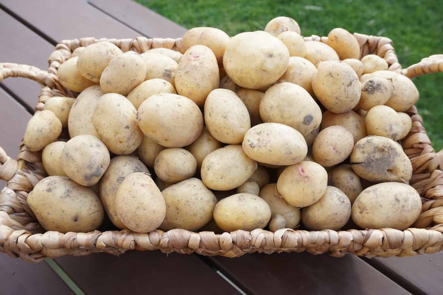 Vitabella Potato Harvest