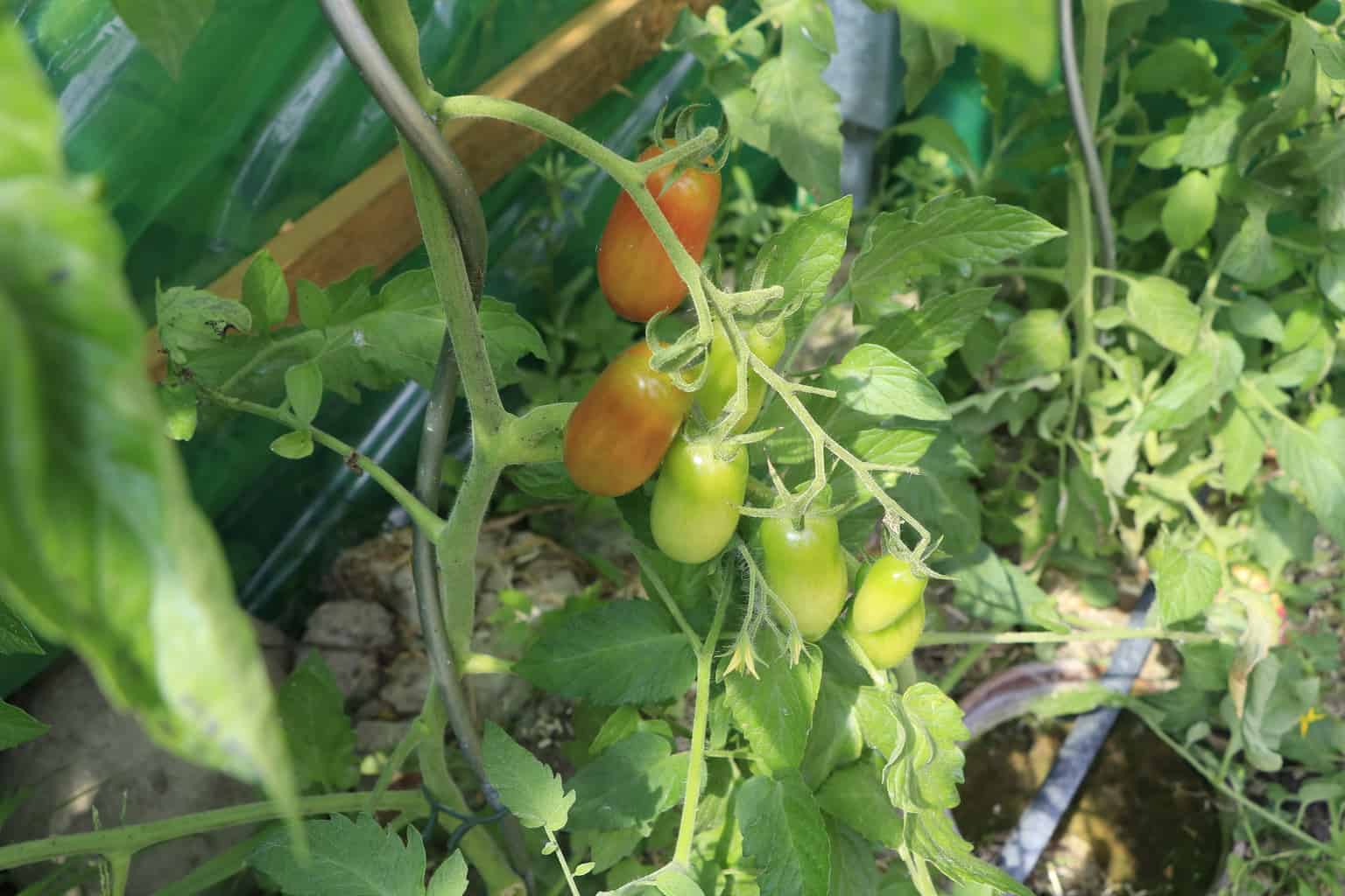 Ripening Tomatoes in the Tomato house