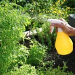Homemade Horsetail plant fungicide