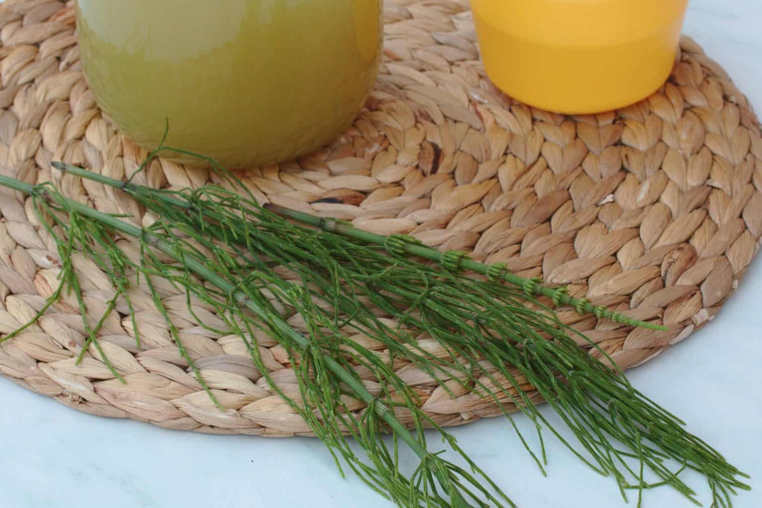 Homemade Horsetail Plant Fungicide Recipe Vital Fair Living