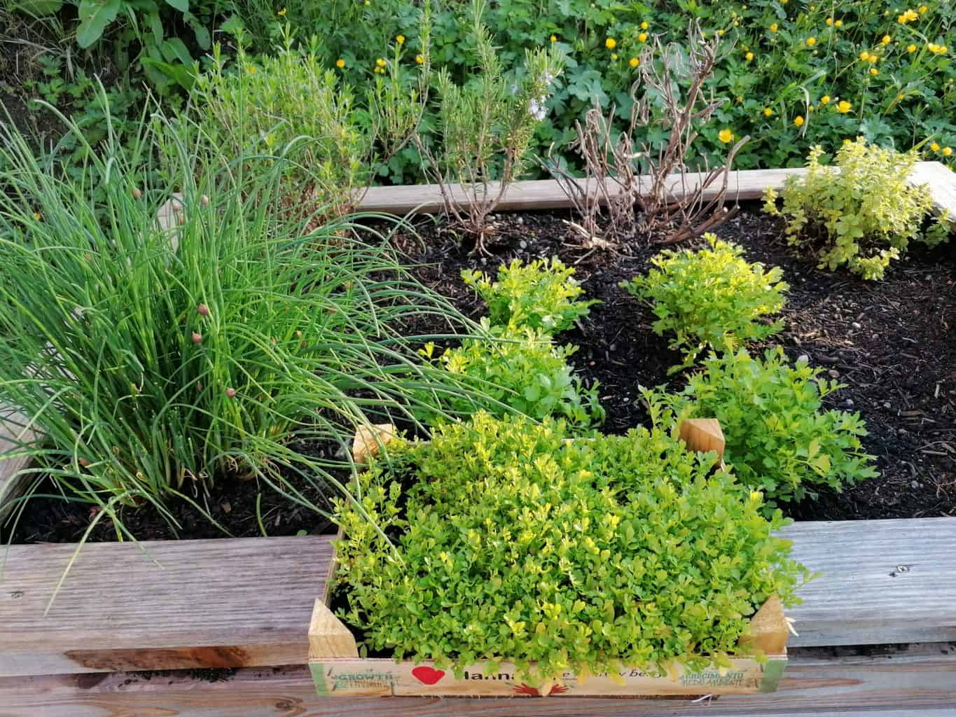 Raised Bed Herb Garden