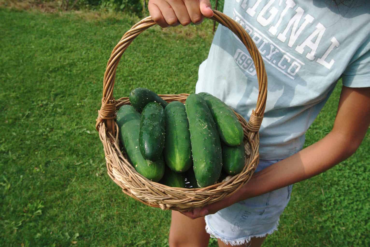Cucumber Harvest