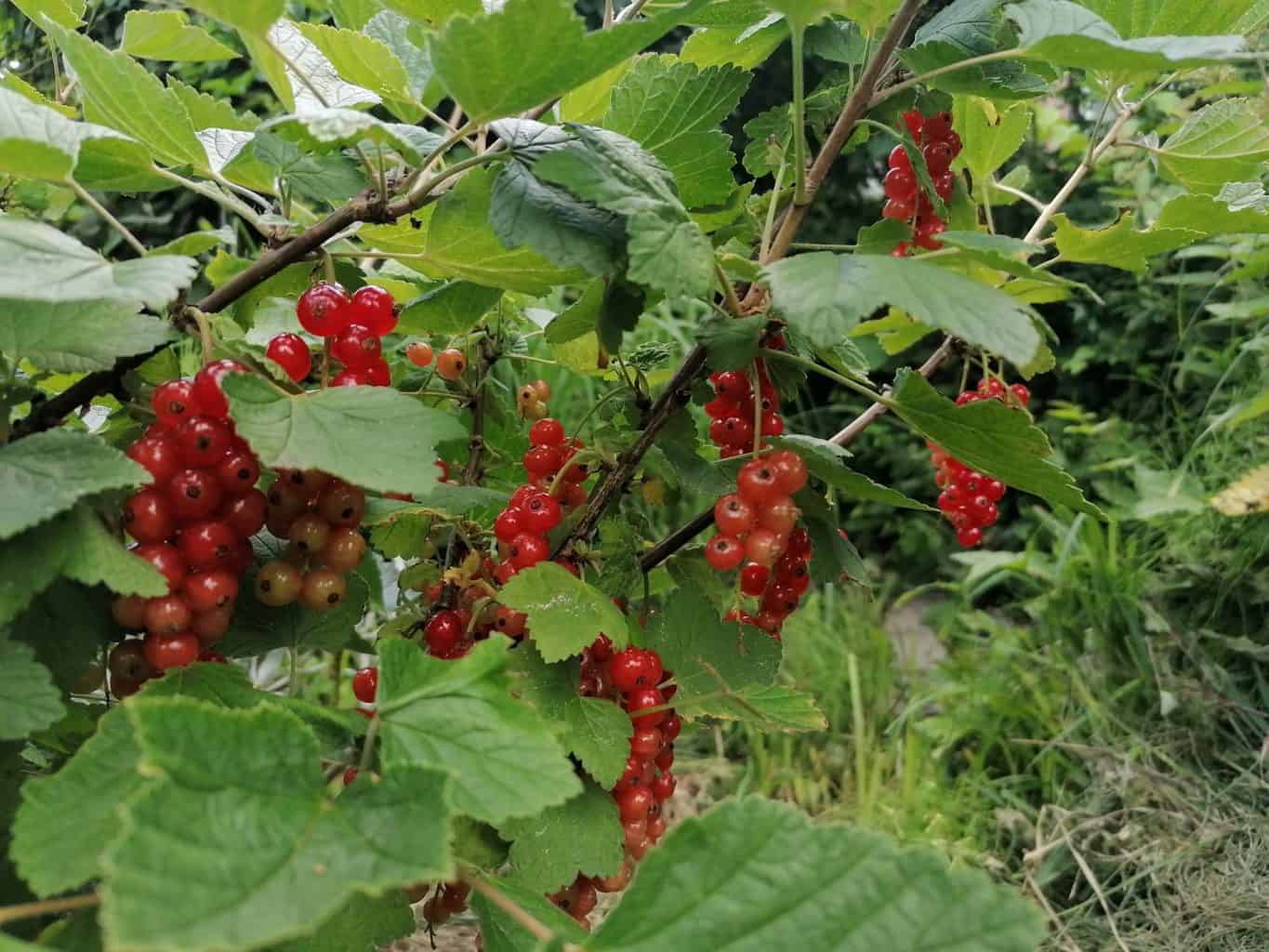 Ripe Red Currants in the bush