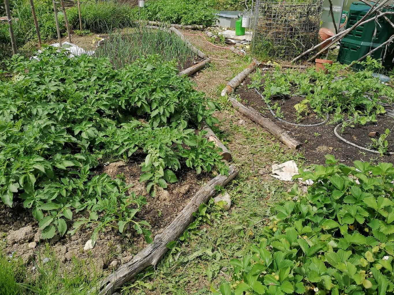 Tips to start a Garden