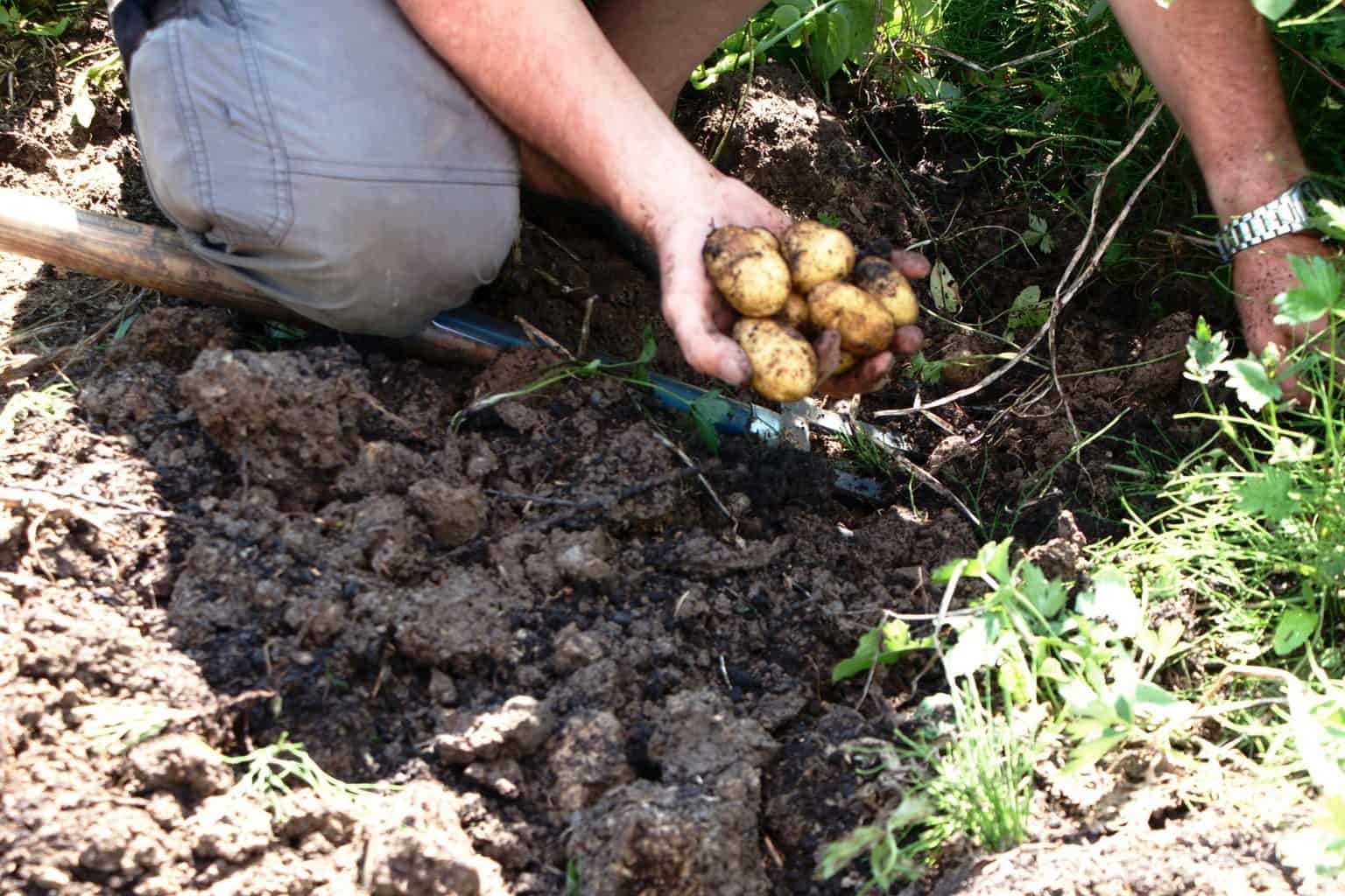 How to grow and store potatoes