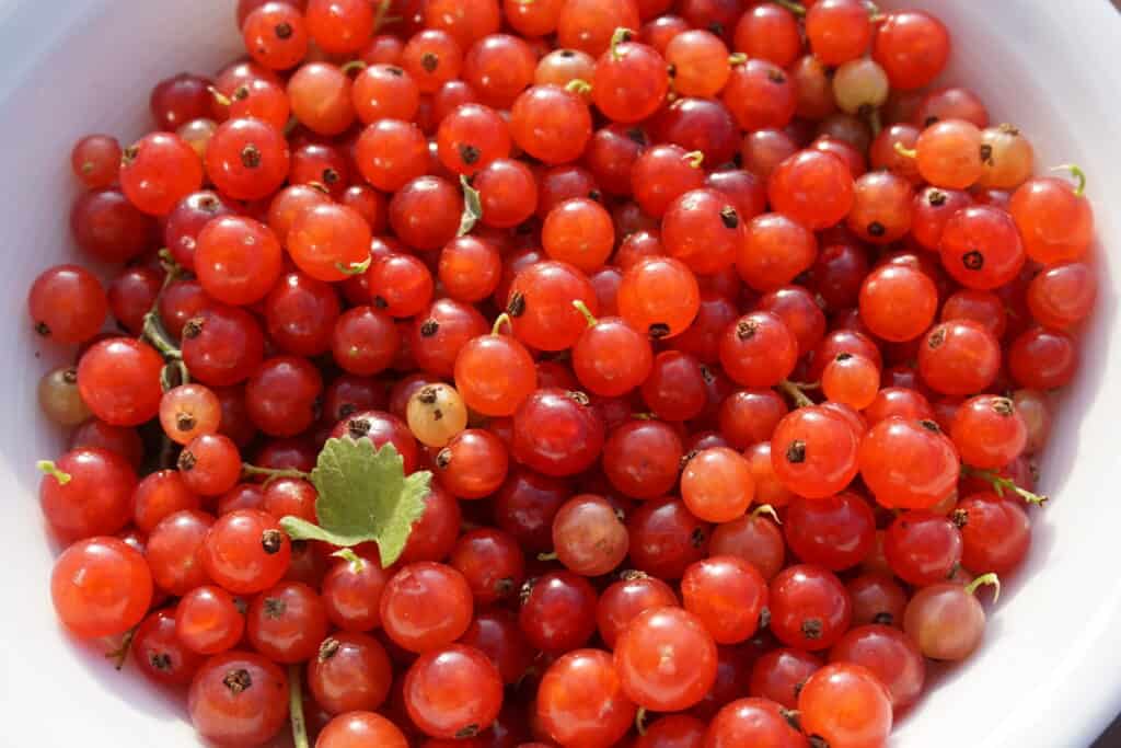 Redcurrant Harvest