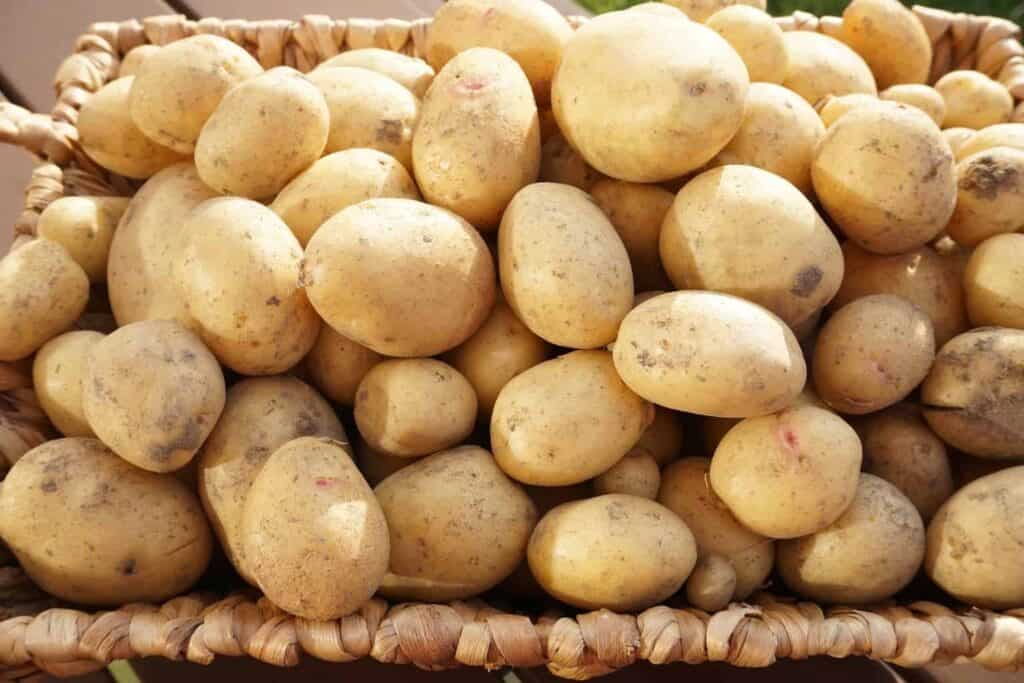 July Potato Harvest