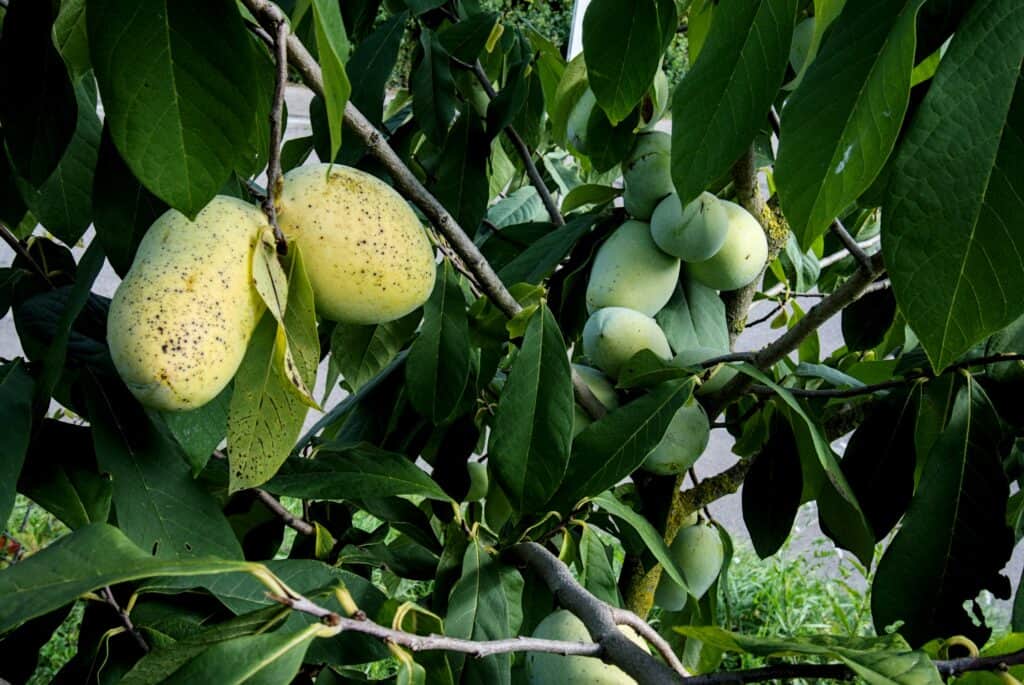 Pawpaw Tree with fruits