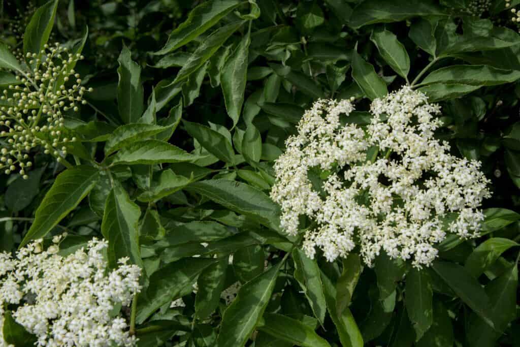 Elderflowers