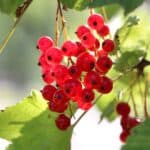 10 Easy Red Currant Recipes