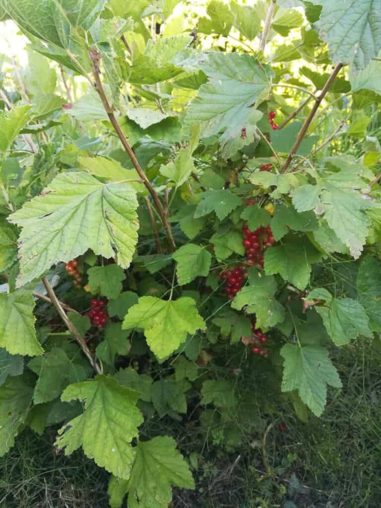 Red Currants